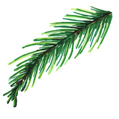 Fototapeta premium christmas tree branch 
