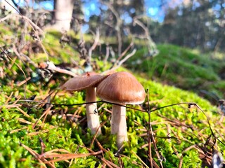 Sunlight warms two slender mushrooms rising from lush moss, their delicate caps glowing in a dreamy forest — a gentle moment in golden autumn nature.
