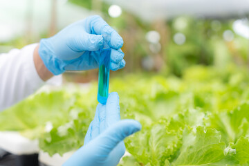 Organic farming, salad farm. Science farmers are checking water conditions during planting,...