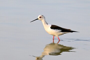 Black-necked Stilt in Shallow Water,Himantopus mexicanus