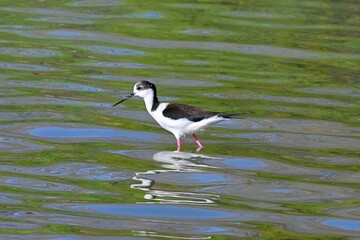 Black-necked Stilt in Shallow Water,Himantopus mexicanus