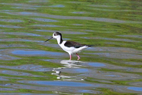 Black-necked Stilt in Shallow Water,Himantopus mexicanus - Powered by Adobe