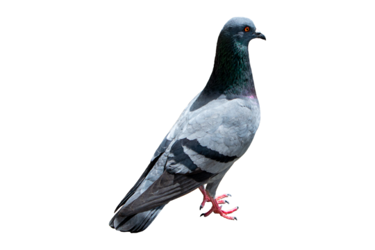 Pigeon Isolated on transparent background - Powered by Adobe