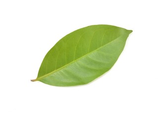 Fresh bay leaf isolated on white background. Food ingredient