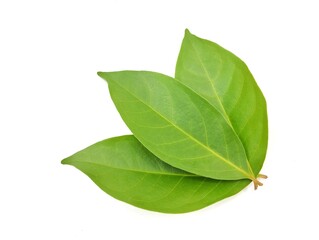 Obraz premium Fresh bay leaf isolated on white background. Food ingredient, Close up 