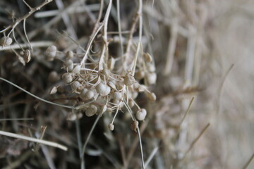 close up of dry grass