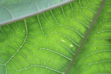 green leaf texture