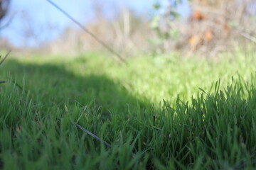 green grass in the wind