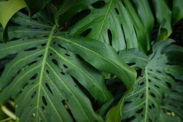 Green monstera thai constellation leaf plant © themorningglory