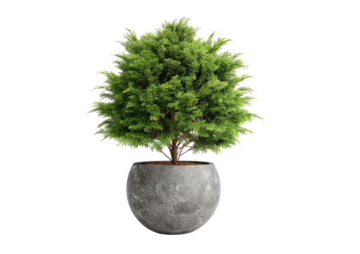 Lush green plant in a gray planter