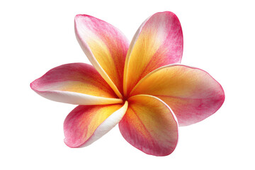 Fototapeta premium Close-up of a vibrant plumeria flower