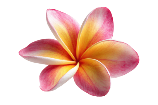 Close-up of a vibrant plumeria flower - Powered by Adobe
