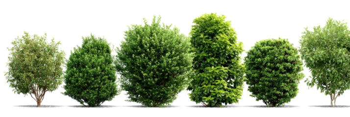 Row of trimmed green bushes