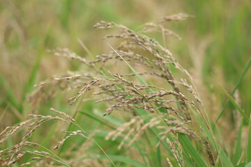 風に揺れる稲穂