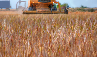 Combine harvester harvesting wheat field with amazing sunset sky