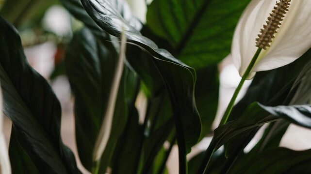Close-up of a peace lily with soft natural lighting, showcasing its delicate textures. Ideal for a calming, nature-themed video background.