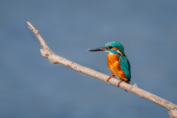 Obraz premium One Common Kingfisher Perching on a Branch in Switzerland. Alcedo atthis above water..