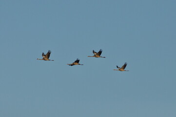 Flock of cranes soaring across a clear blue sky above a serene landscape during daylight hours