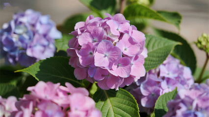 Fototapeta premium Closeup of pink and purple hydrangea flowers