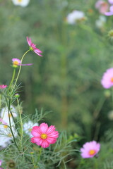 日本の秋に咲いたコスモス