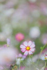 日本の秋に咲いたコスモス