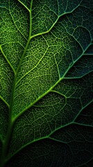 Obraz premium Close-up view of a vibrant green leaf's intricate veins