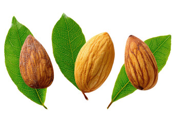 Three almonds on vibrant green leaves
