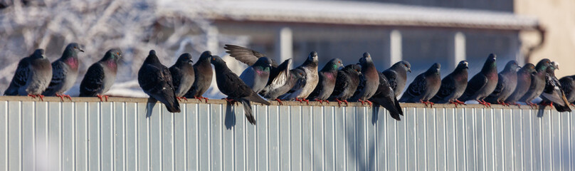 A flock of pigeons are sitting on a fence