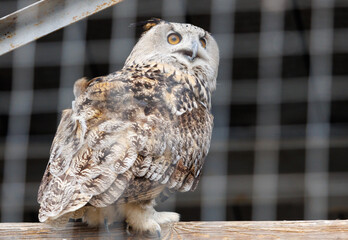 A brown and white owl is standing on a wooden post