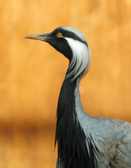 A bird with a long neck and black and white feathers