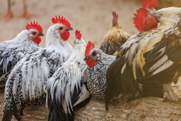 A group of chickens are sitting on a log