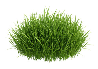 Green grass bush with transparent background cutout png