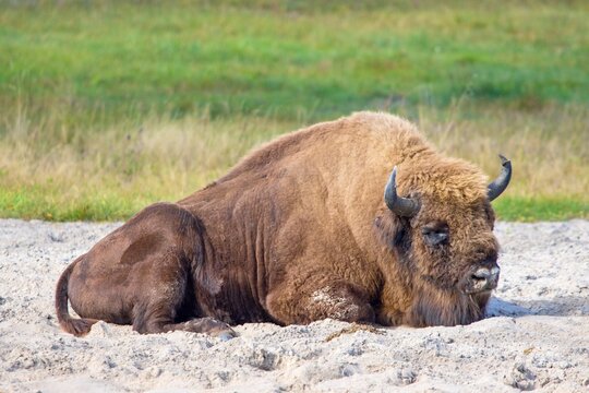The European bison (Bison bonasus) lies on the ground in a breeding facility in Dzukijos National Park, Lithuania