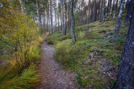 Hiking trail at Čepkelių peat bog in Dzukija National Park, Lithuania