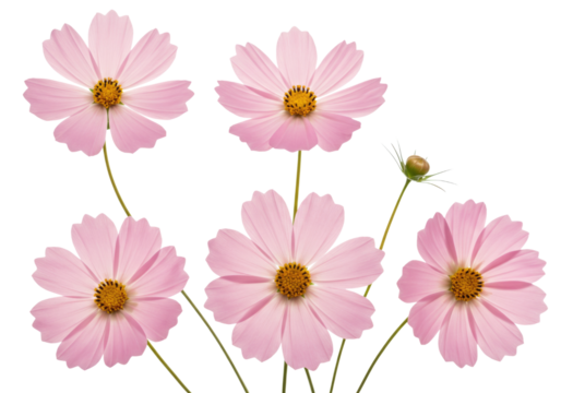 Pink cosmos flowers with yellow centers transparent background cutout png - Powered by Adobe