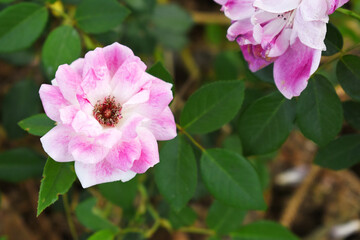 Beautiful pink white rose flower closeup in garden, A very beautiful pink white rose flower bloomed on the rose tree, Rose flower closeup, bloom flowers, Natural spring flower floral background