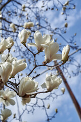 Magnolia flower buds in spring