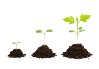 Seedling growth stages transparent background cutout png