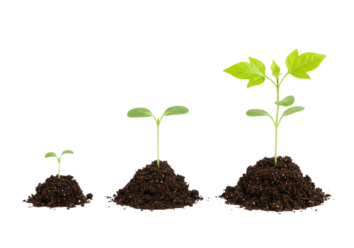 Seedling growth stages transparent background cutout png