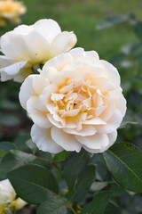 Beautiful white rose flower closeup in garden, A very beautiful white rose flower bloomed on the rose tree, Rose flower closeup, bloom flowers, Natural spring flower, Natural floral background,