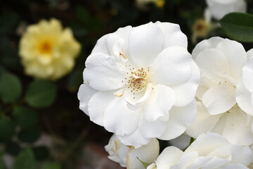 Beautiful white rose flower closeup in garden, A very beautiful white rose flower bloomed on the rose tree, Rose flower closeup, bloom flowers, Natural spring flower, Natural floral background,