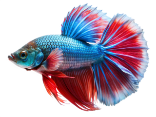 Siamese fighting fish isolated on transparent background, colorful betta