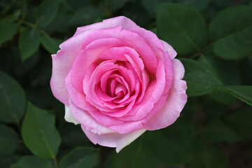 Beautiful pink rose flower closeup in garden, A very beautiful pink yellow rose flower bloomed on the rose tree, Rose flower closeup, bloom flowers, Natural spring flower floral background