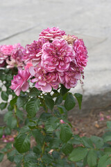Beautiful pink rose flower closeup in garden, A very beautiful pink yellow rose flower bloomed on the rose tree, Rose flower closeup, bloom flowers, Natural spring flower floral background