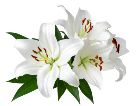 Radha Krishna Silhouette Standing Under Tree with Flute and Moonlight Glow, Isolated on Transparent Background