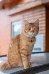 A cute orange cat sitting on a car roof outdoors, looking straight at the camera with a calm and curious expression