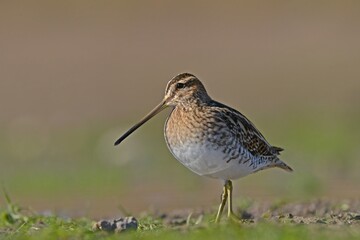 Common Snipe (Gallinago gallinago) is is a bird that lives in wetlands and feeds on aquatic invertebrates. 