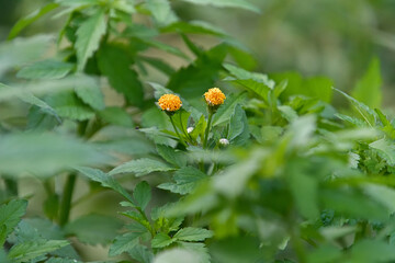 コセンダングサ