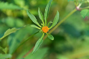 アメリカセンダングサ