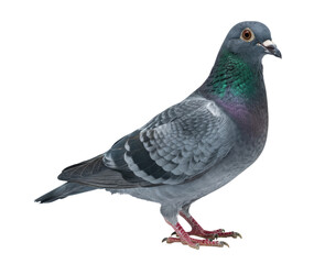 Pigeon standing on a black background transparent background cutout png